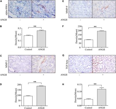 Contribution of TGF-Beta-Mediated NLRP3-HMGB1 Activation to Tubulointerstitial Fibrosis in Rat With Angiotensin II-Induced Chronic Kidney Disease